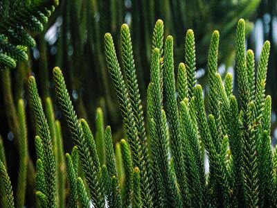 Norfork pine