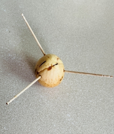 Pierce the avocado seed with toothpicks
