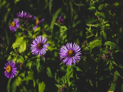 aster flowers