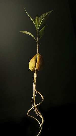 avocado seed sprouting