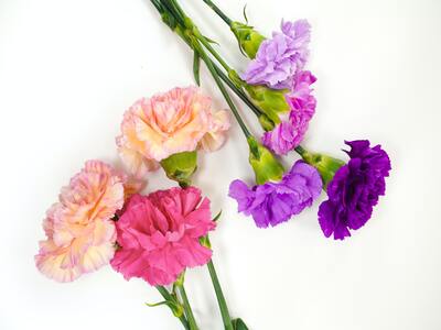 carnation plants