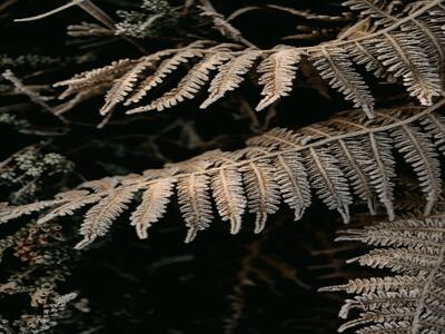 frosty fern