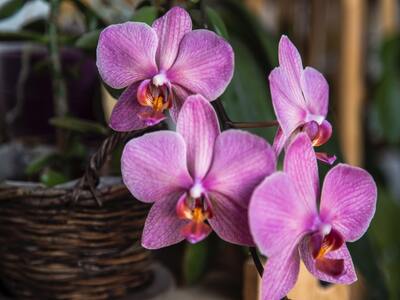 moth orchid