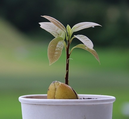 move the avocado seed into a pot