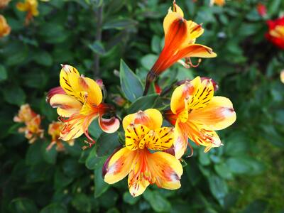 Peruvian lilies