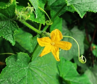 use pumpkin flower to decorate your house for thanksgiving