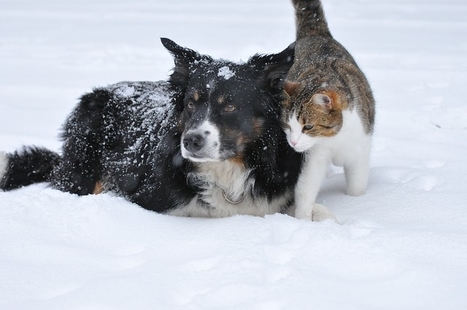 visit animal shelter this Christmas