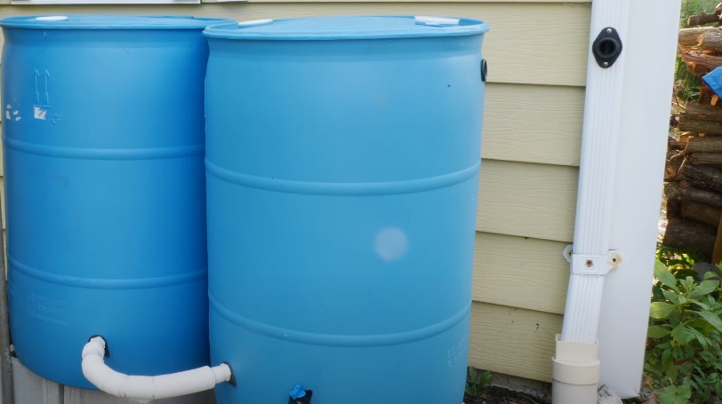 Two vibrant blue rain barrels, strategically positioned to collect rainwater