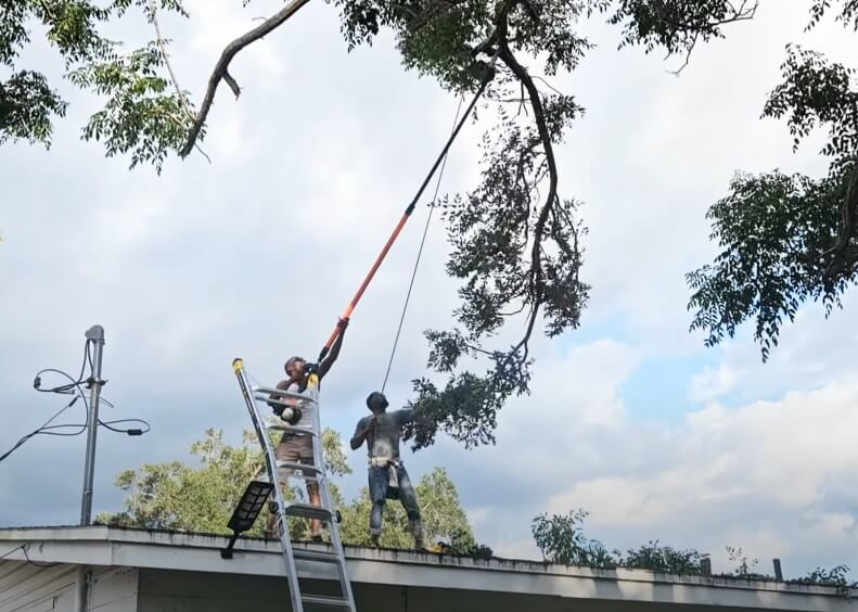 Workers using specialized equipment to trim a large tree branch