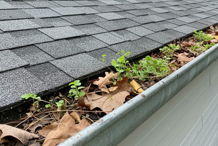 Small plants sprout from the gutter, clinging to life amidst fallen leaves